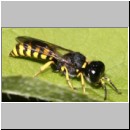 Ectemnius cavifrons oder ruficornis - Grabwespe m03 9-10mm.jpg